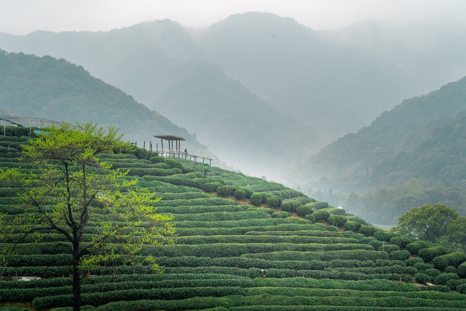 Terrasserade tefält i kullarna utanför Hangzhou