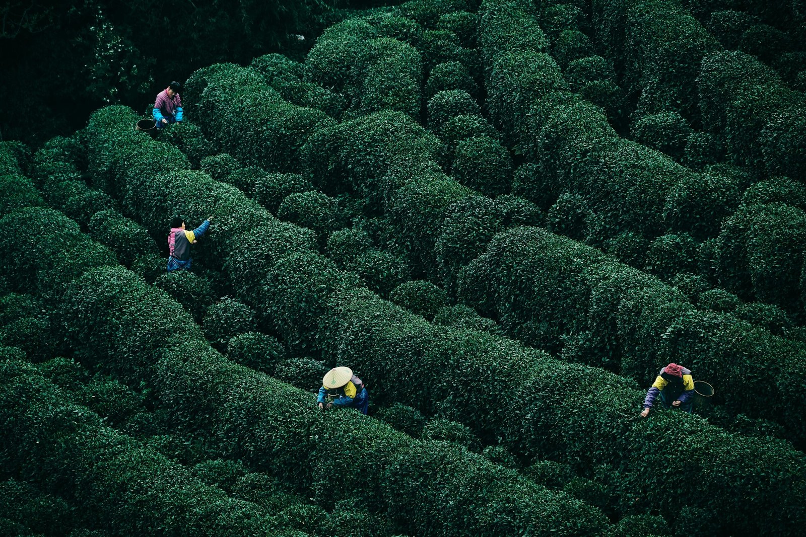Longjing-te serveras i glas i ett tehus i Hangzhou